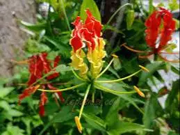 Bungga sungsang super