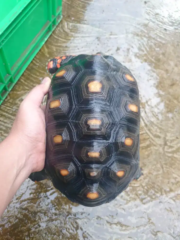 Kura Darat Redfoot 14 scute