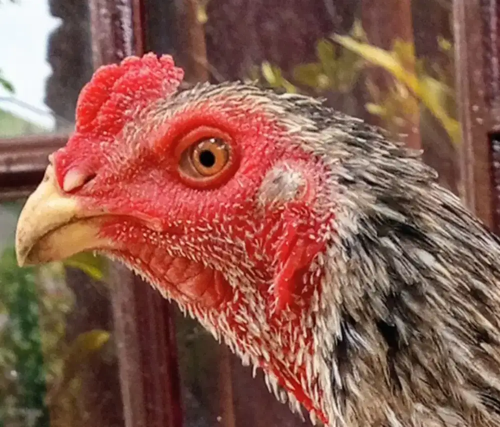 Ayam Bangkok anakan juara kontes