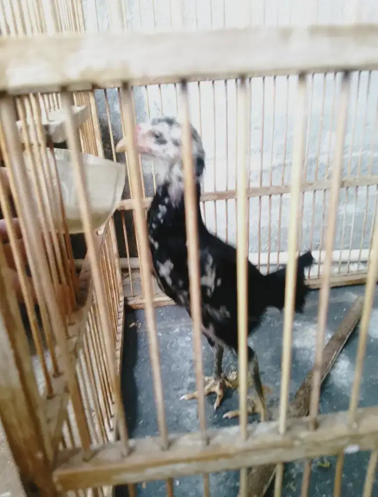 Ayam pitik kampung bangkok