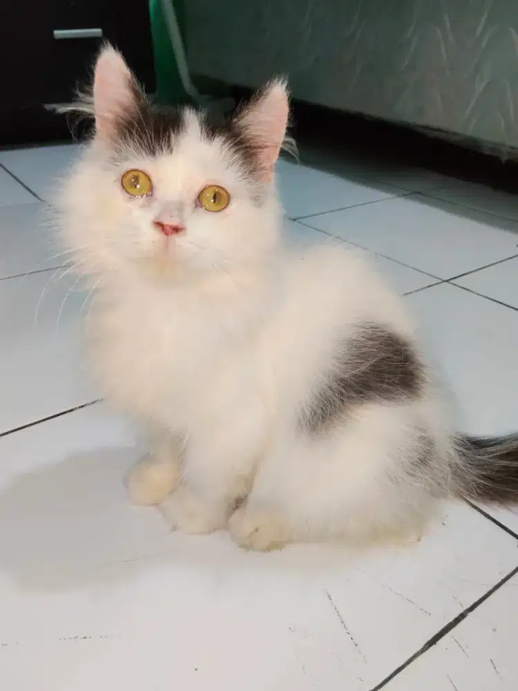 Open adopt kitten Persia