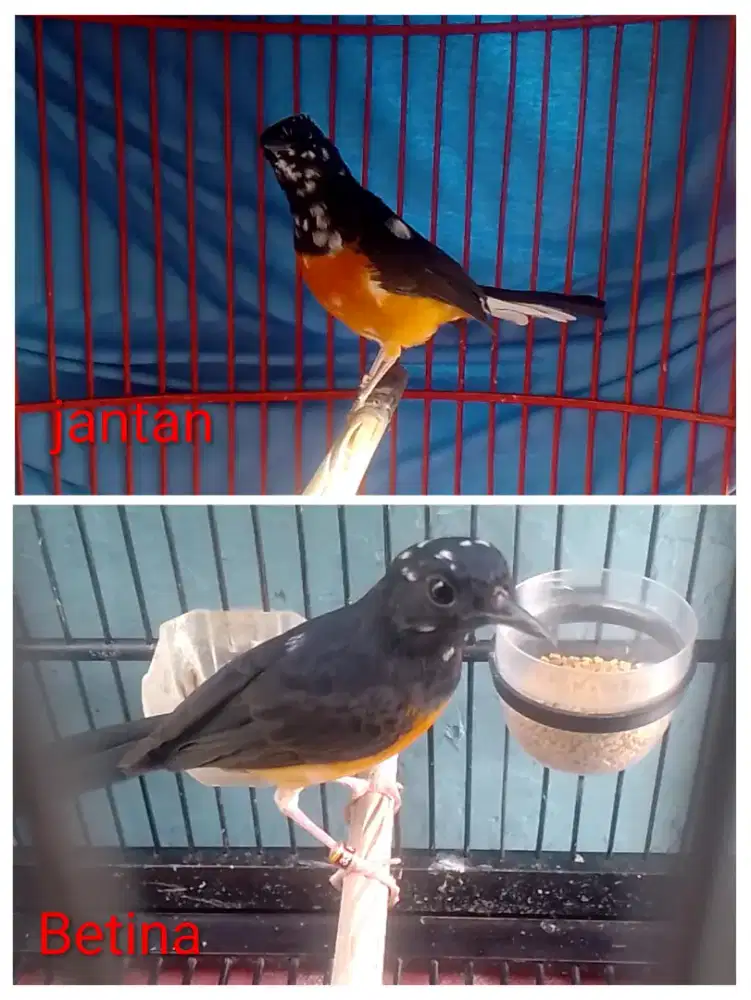 Murai sepasang blorok