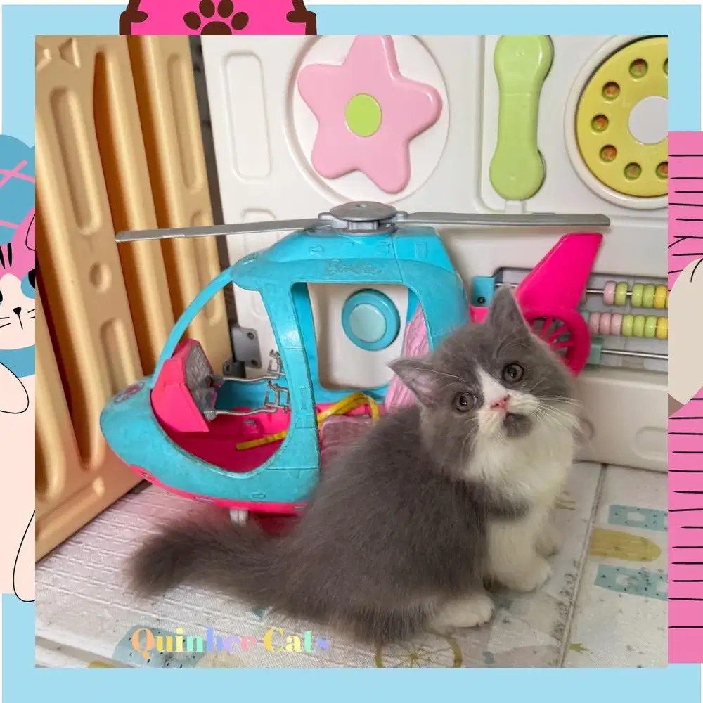 kucing Persia Flatnose Jantan Blue White / Abu Putih