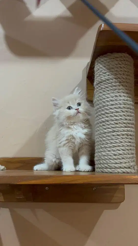 Kitten BSH BLH British Longhair Cream