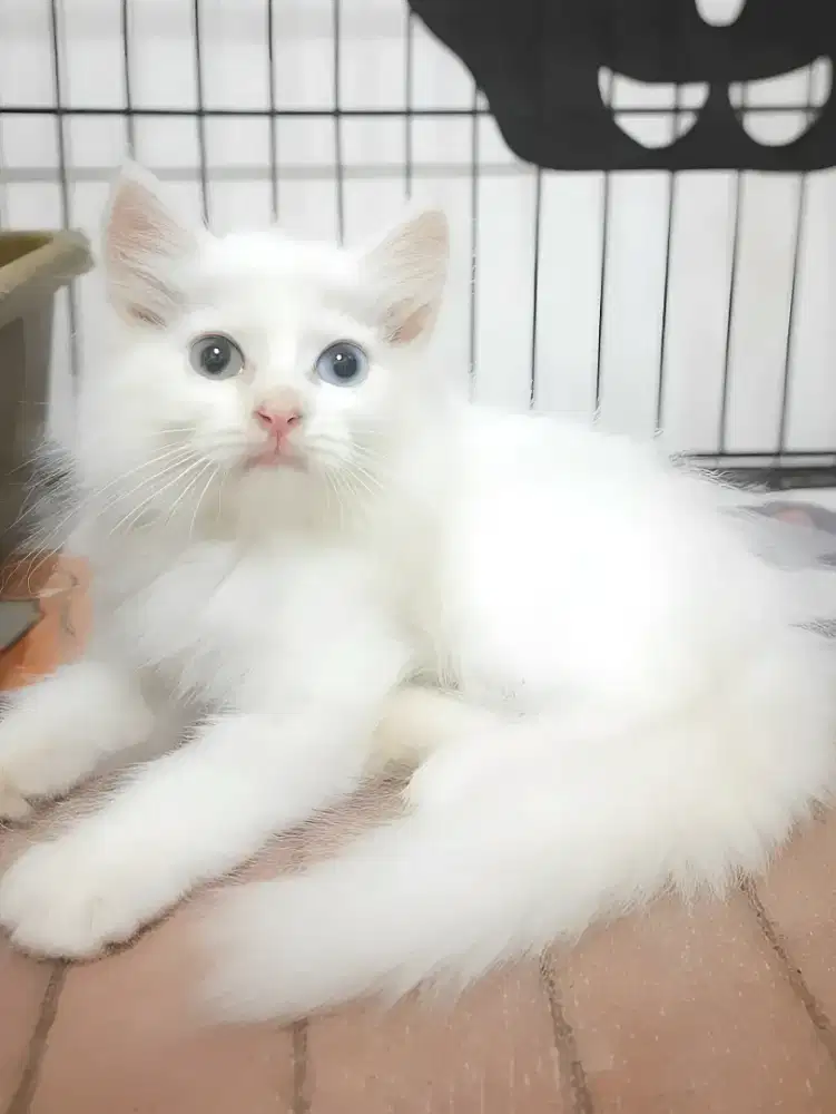 Kucing persia jantan odd eye