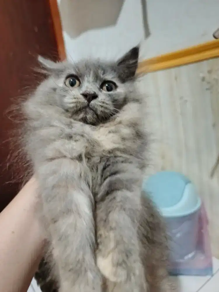 Kucing Persia Kitten Abu Delute 3bln