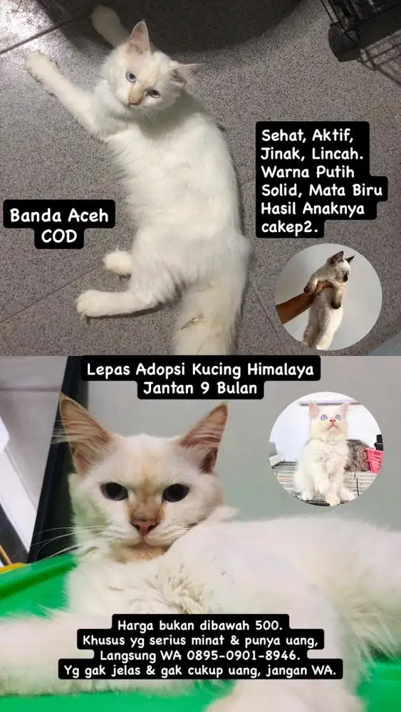 Kucing Himalaya