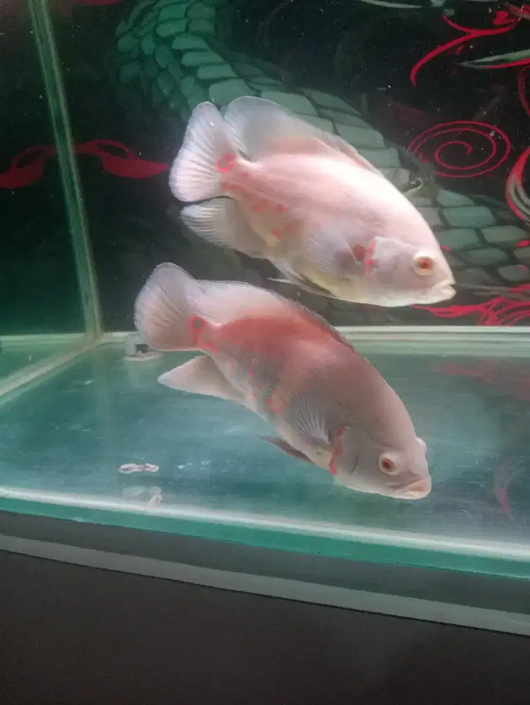 Ikan hias Oscar albino dan tiger