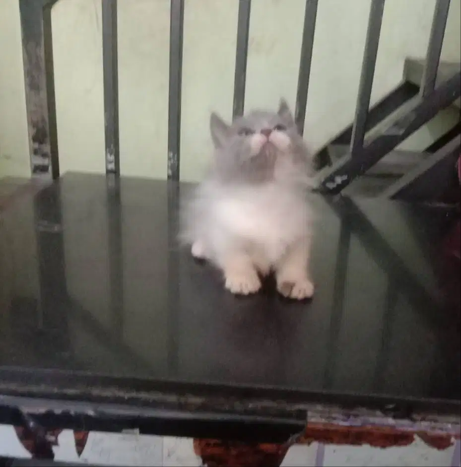 Kucing Kitten Munchkin
