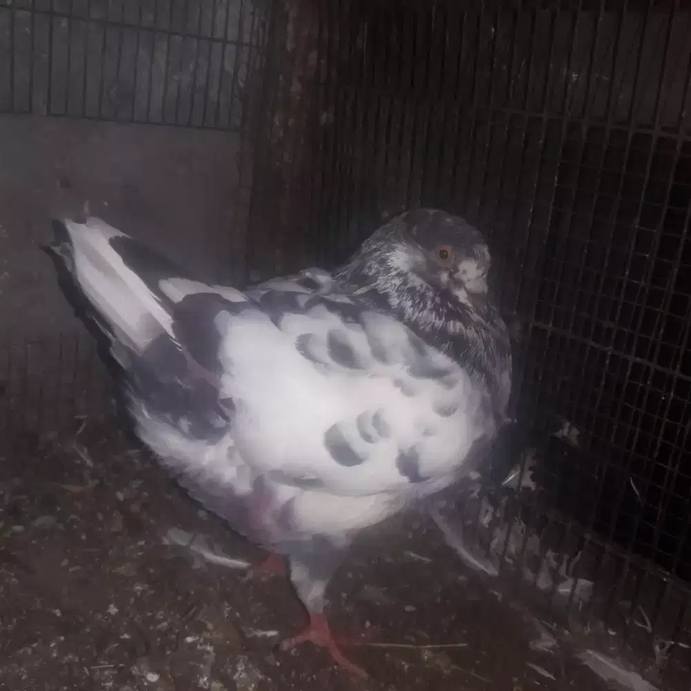 Merpati soking borong 2 pasang