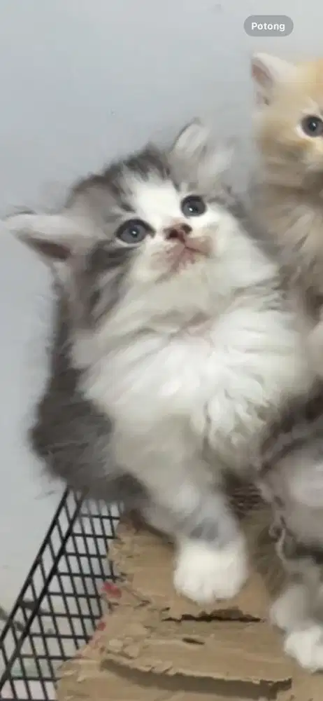 lepas adop kitten betina