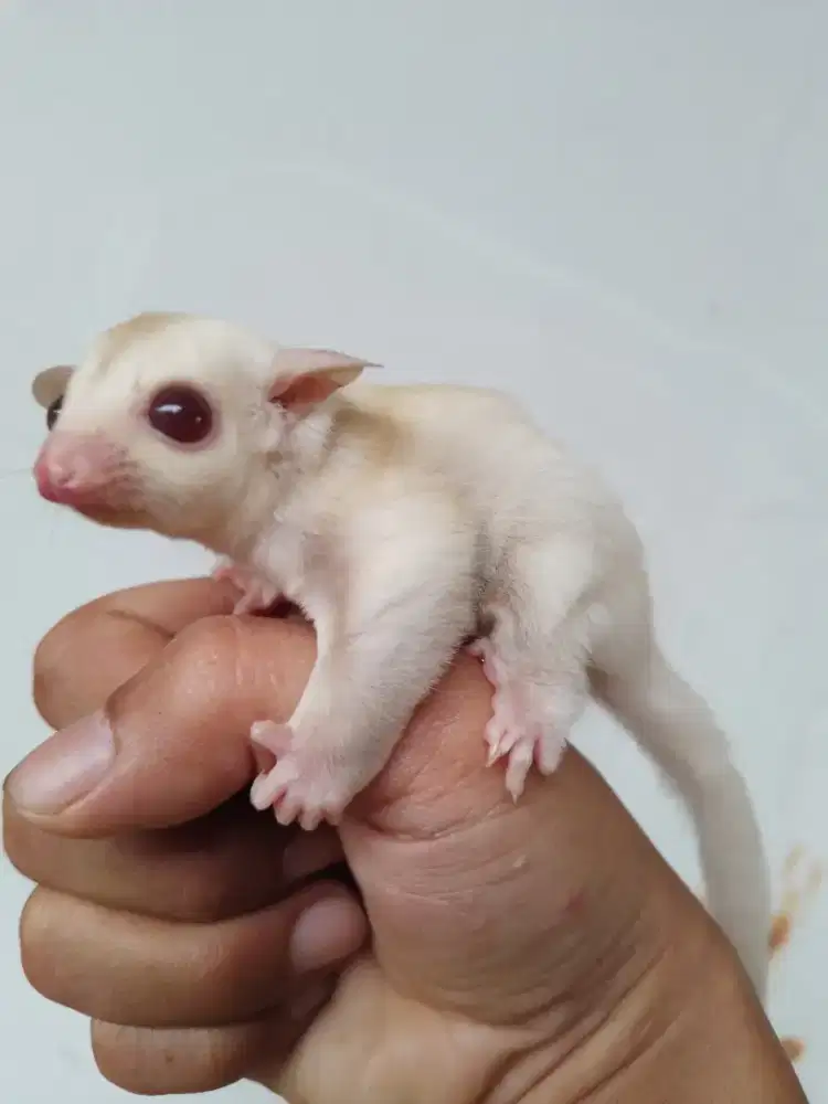 Sg Creamino ph leu jantan