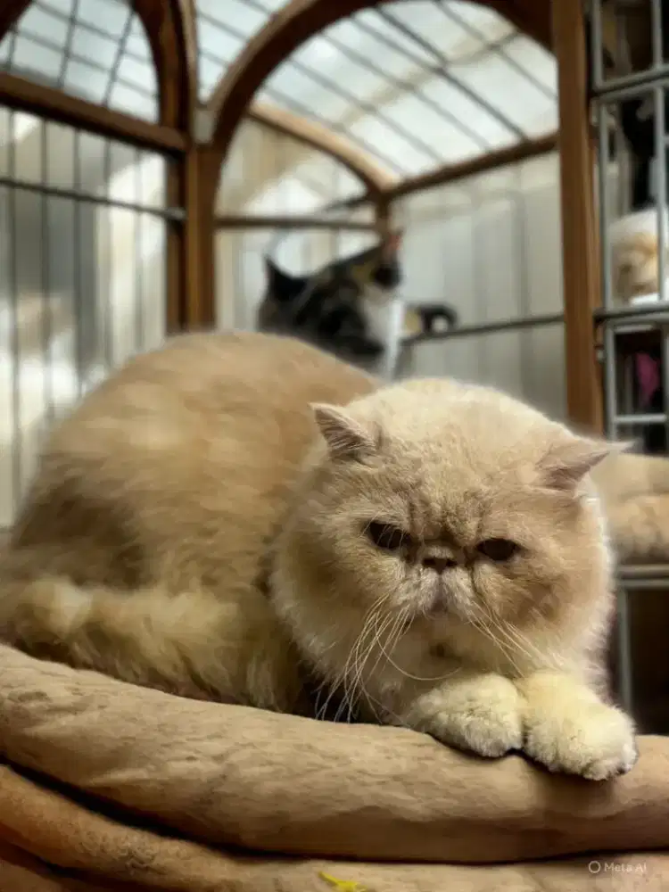 KUCING PEAKNOSE LONGHAIR JANTAN