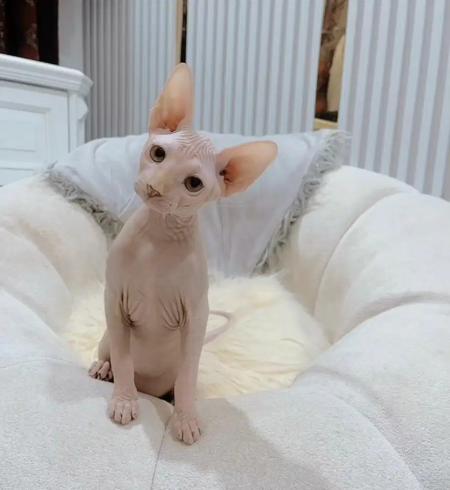 Kucing Sphynx kitten Female 3,5 Bulan