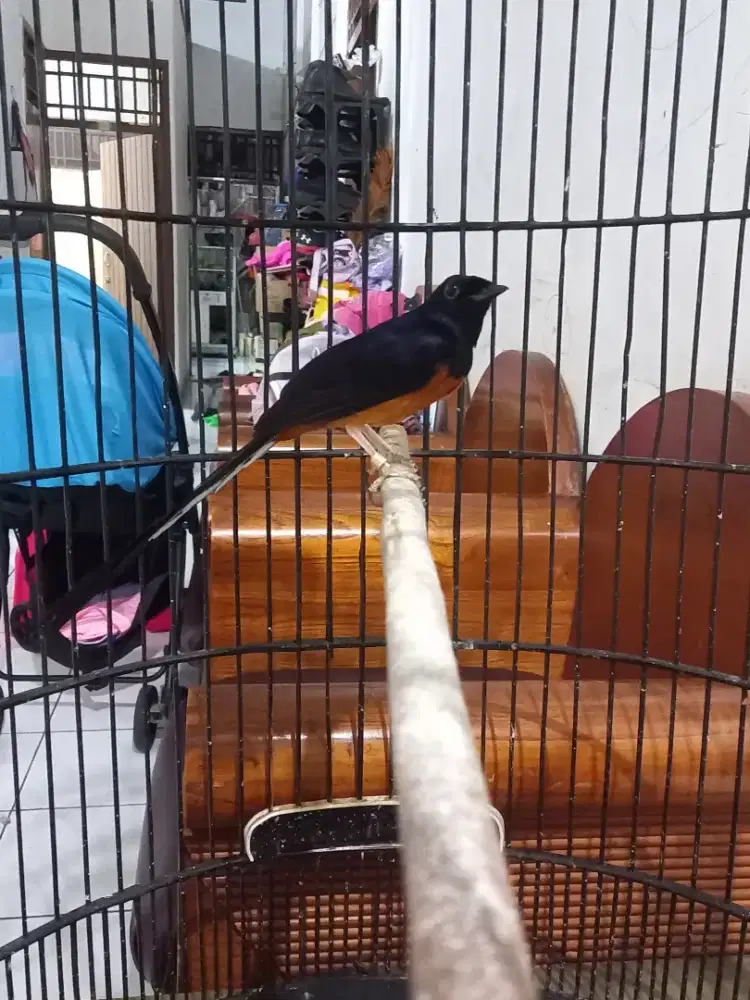 Mb Medan Ring Usia Mapan fs