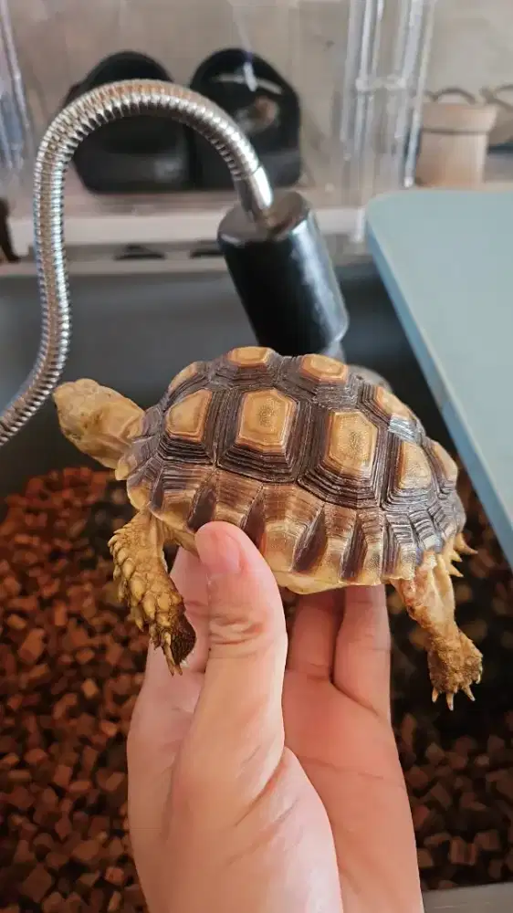 Sulcata motif ciamik