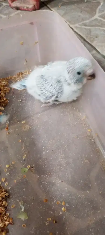 Lolohan parkit lokal