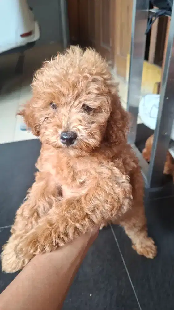 OPEN ADOPT RED TOY POODLE (SURAT DAN VAKSIN)