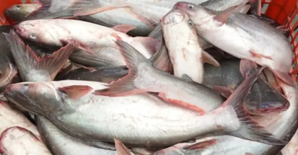 Jual ikan patin hasil panen