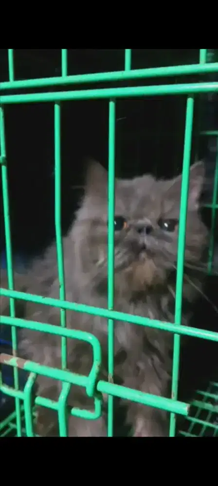 Peaknose jantan blue solid jago kawin