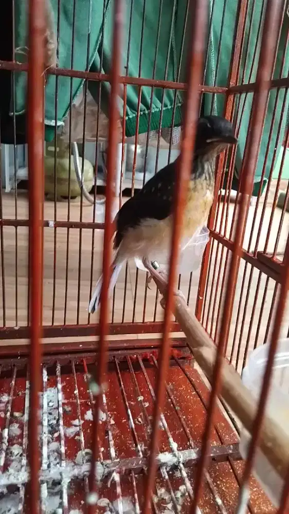 Murai trotol ternakan