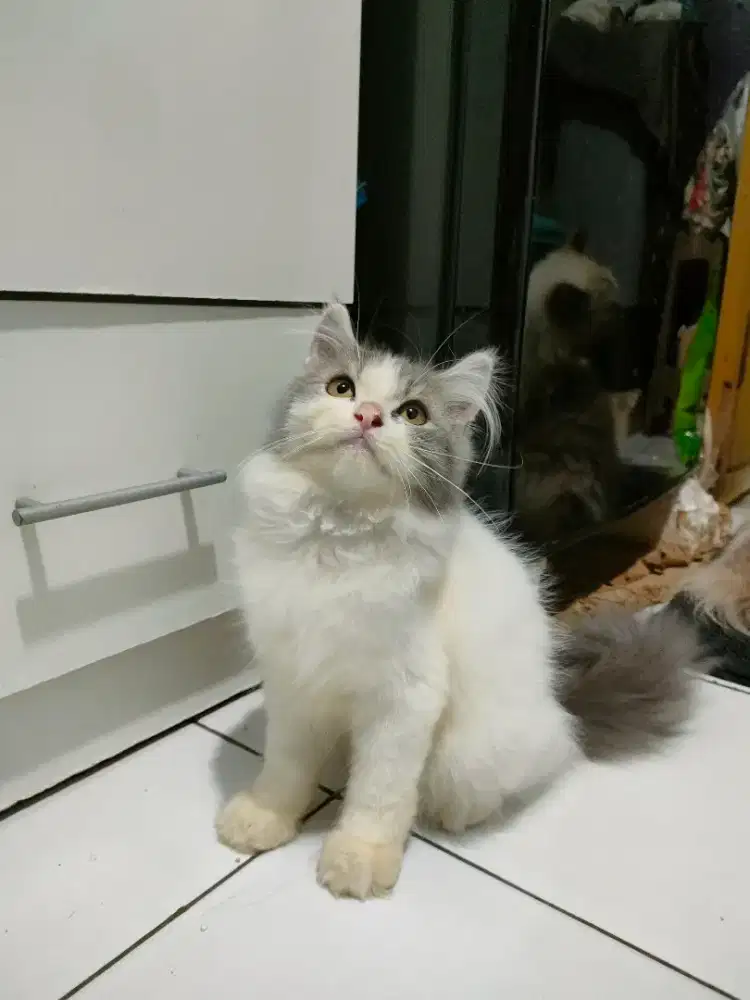 Kitten Maincoon Mix Jantan Putih Abu