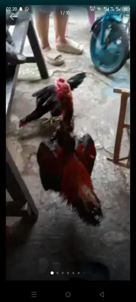 Ayam Bangkok telor biru