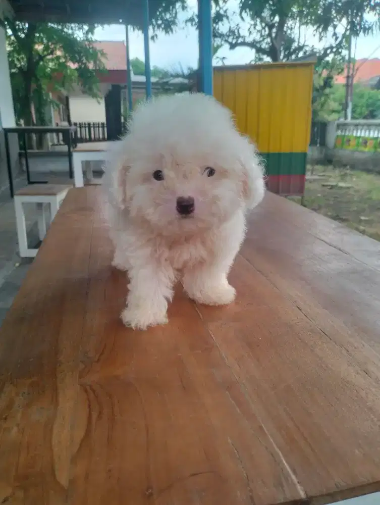 Jual anjing pudel