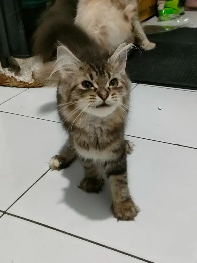 Kitten Maincoon Mix Betina