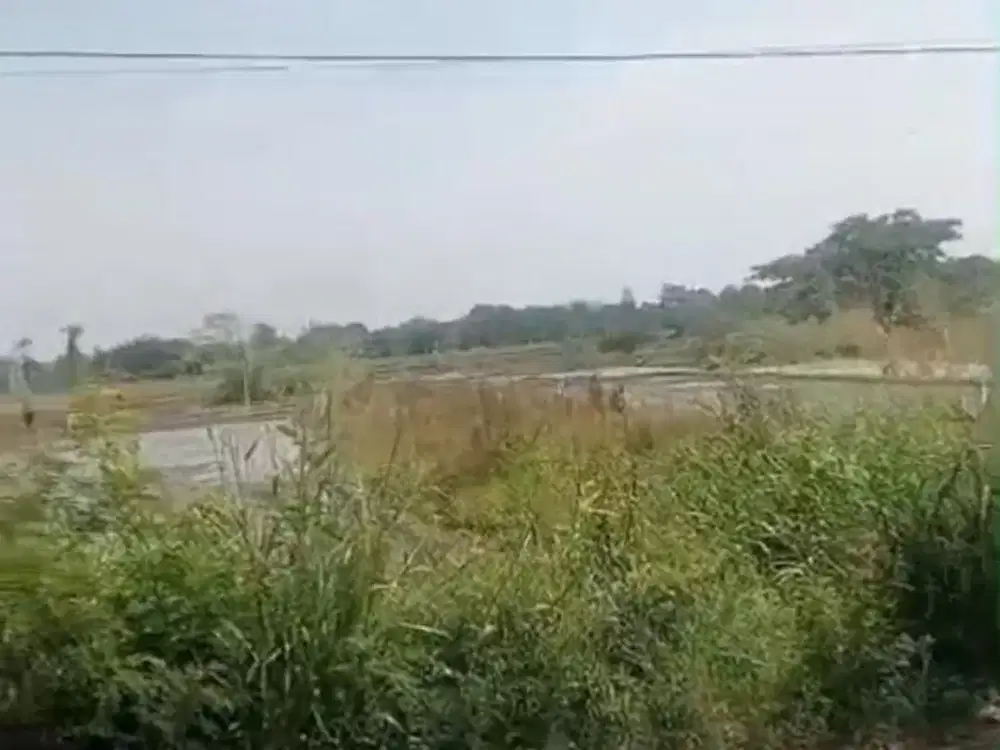 Dijual Sawah Zona Industri Lokasi Delanggu,Klaten  Luas 5 Hektar