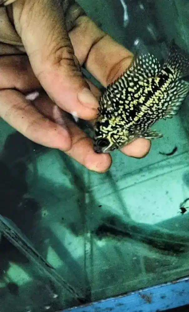 Louhan Kamfa f2 thailand