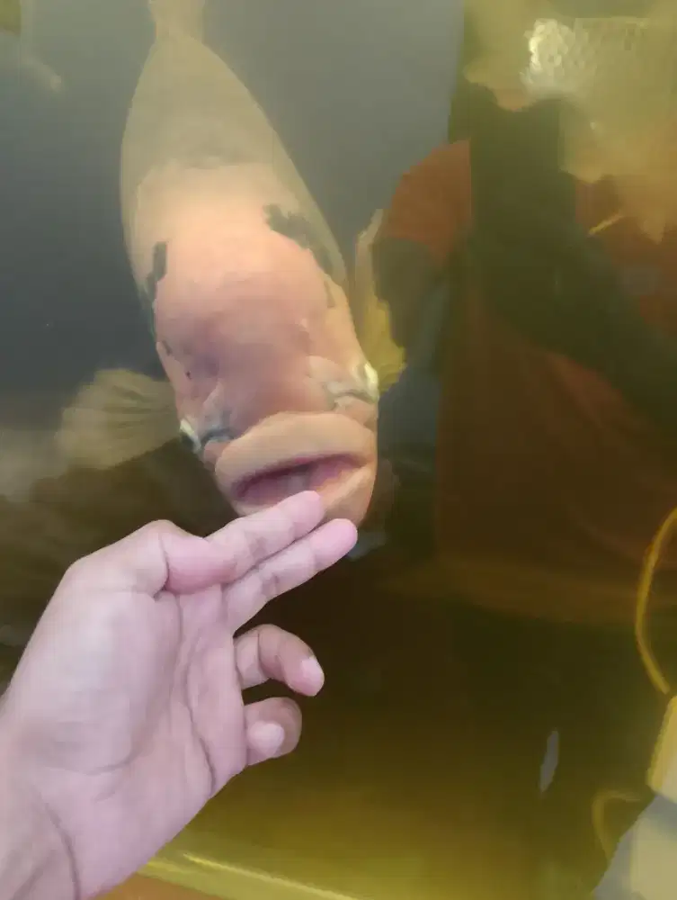 Akuarium kabinet full set plus isinya