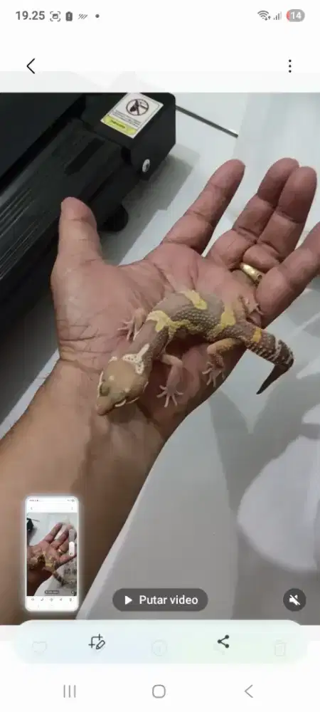 Gecko choco jantan