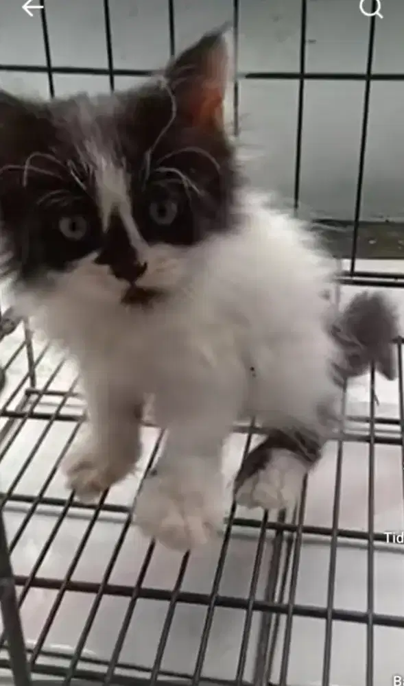 Anak Kucing anggora bulu lebat dan halus