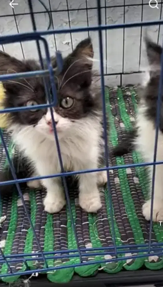 Kitten anggora mainecoonbulu halus  dan lebat