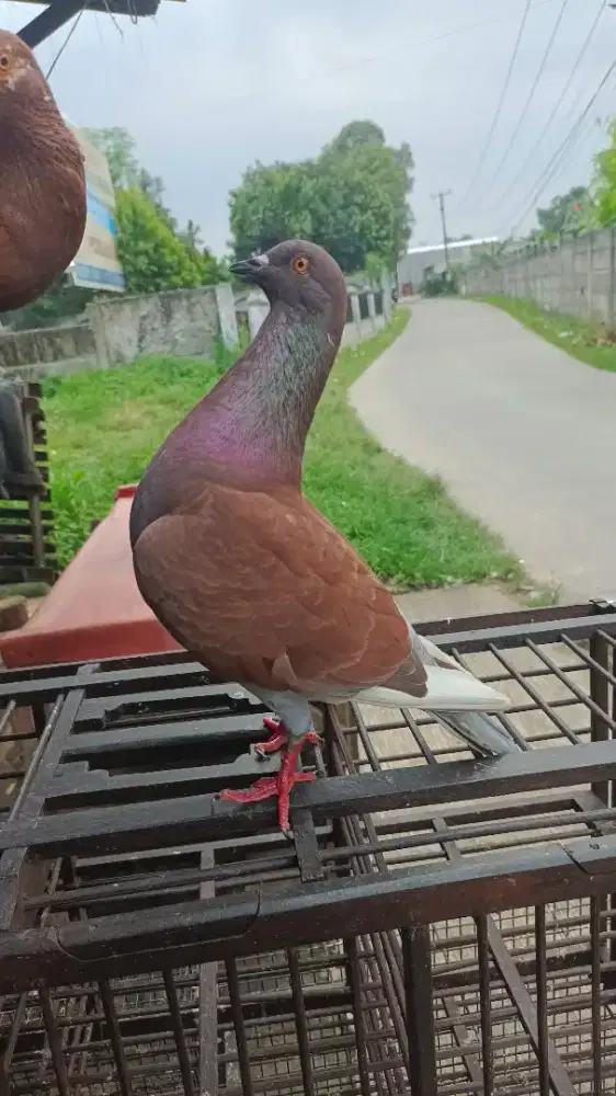 Merpati kolong bebas setengah jalan, banyak pilihan, sepasang