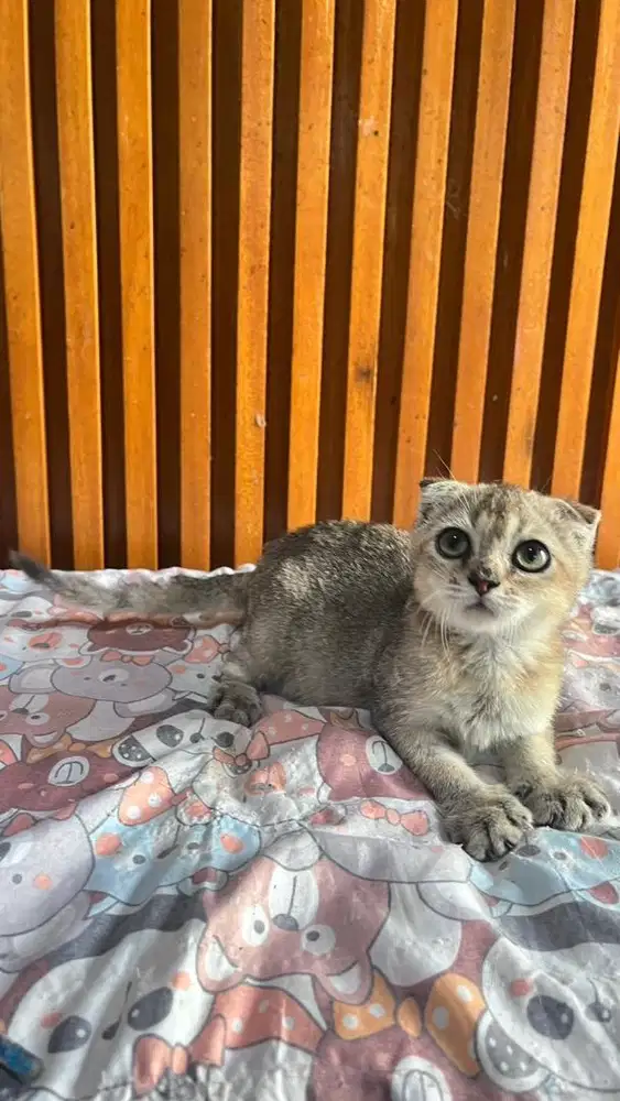 Scottish fold triple