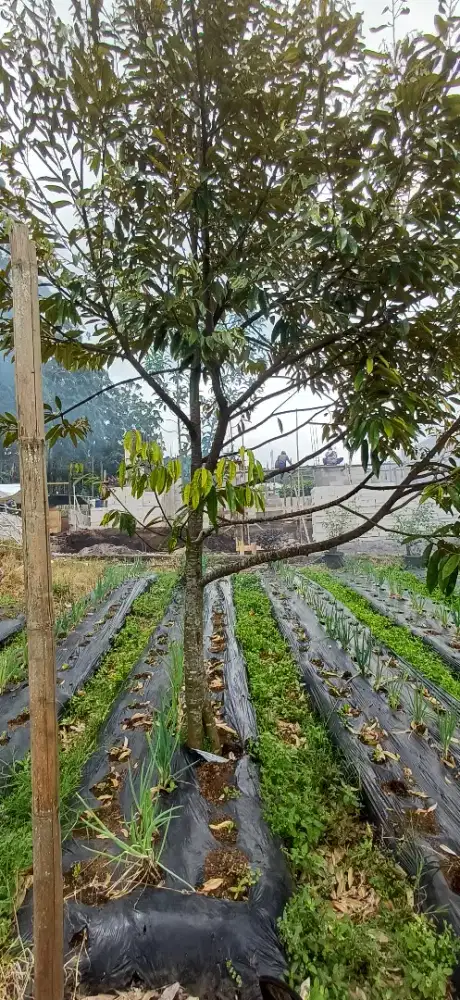 Pohon Durian Musangking
