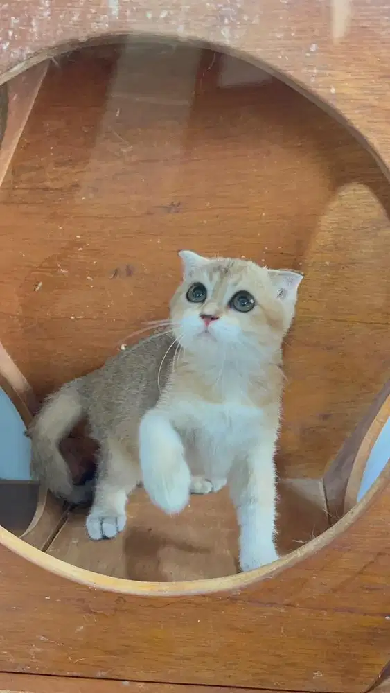 Scottish fold double