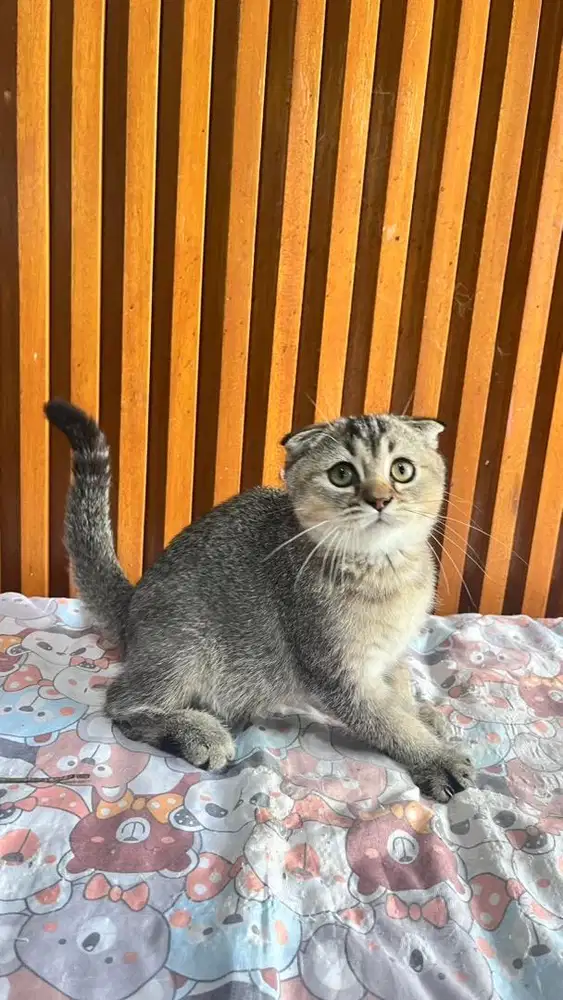 Scottish fold triple