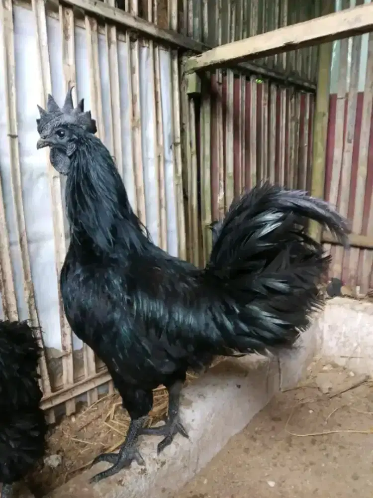 Ayam cemani Lidah abu