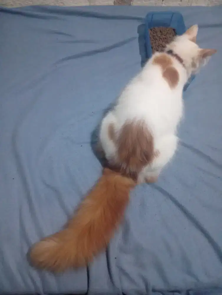 Kitten 5 bln jantan anggora