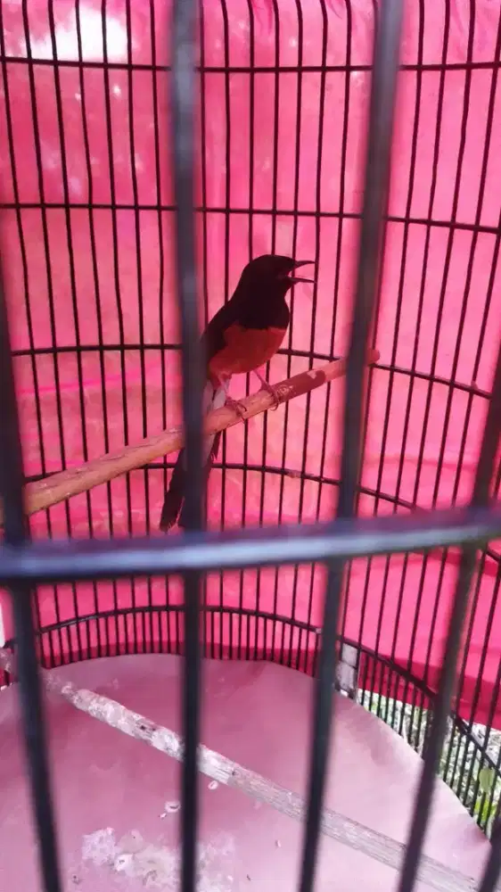 Murai batu jantan harian rajin