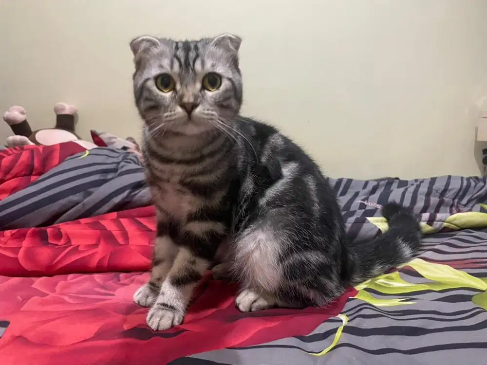 SCOTTISH FOLD MIX AMERICAN SHORTHAIR