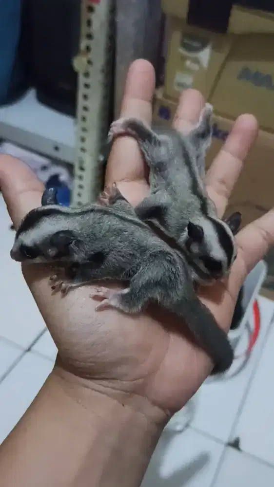 Sugarglider classic gray