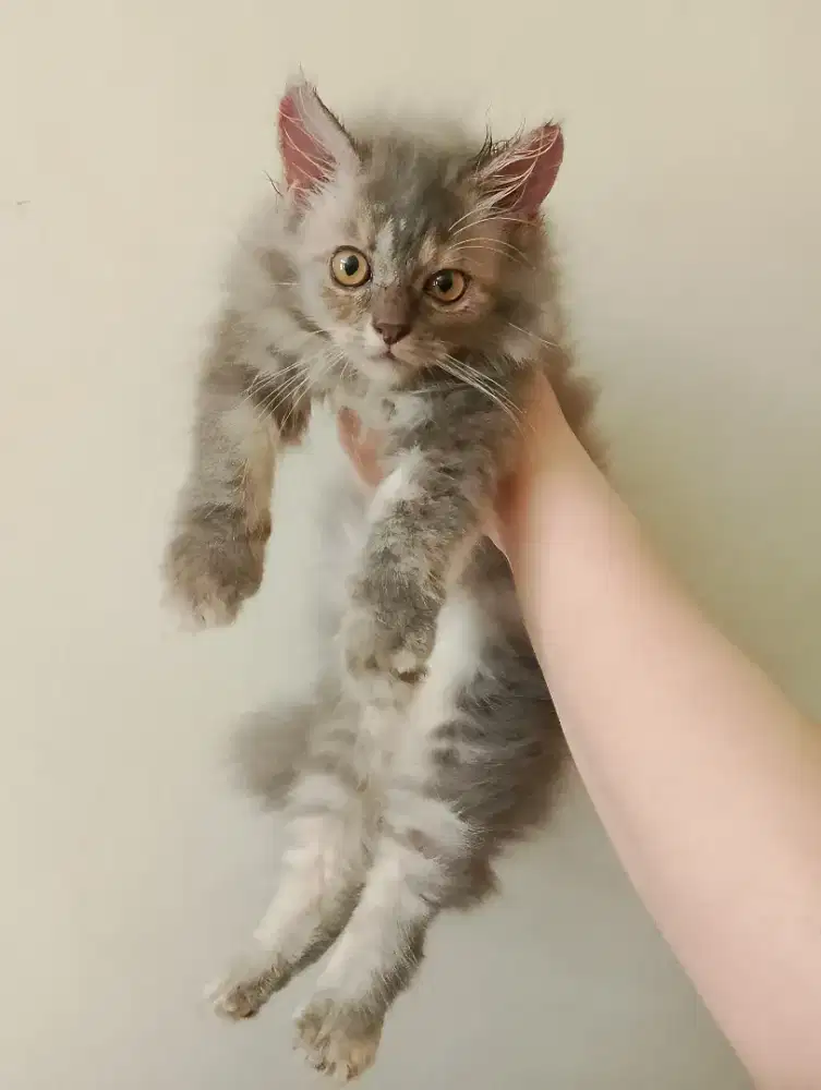Anak Kucing Persia