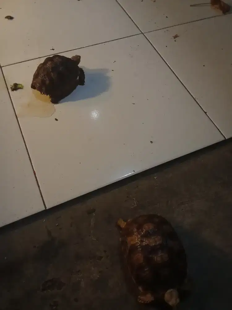 Kura kura Sulcata 2 ekor