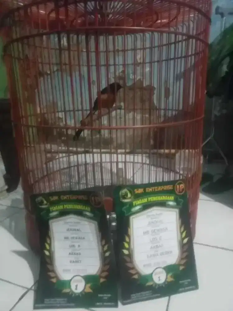 Jual burung murai