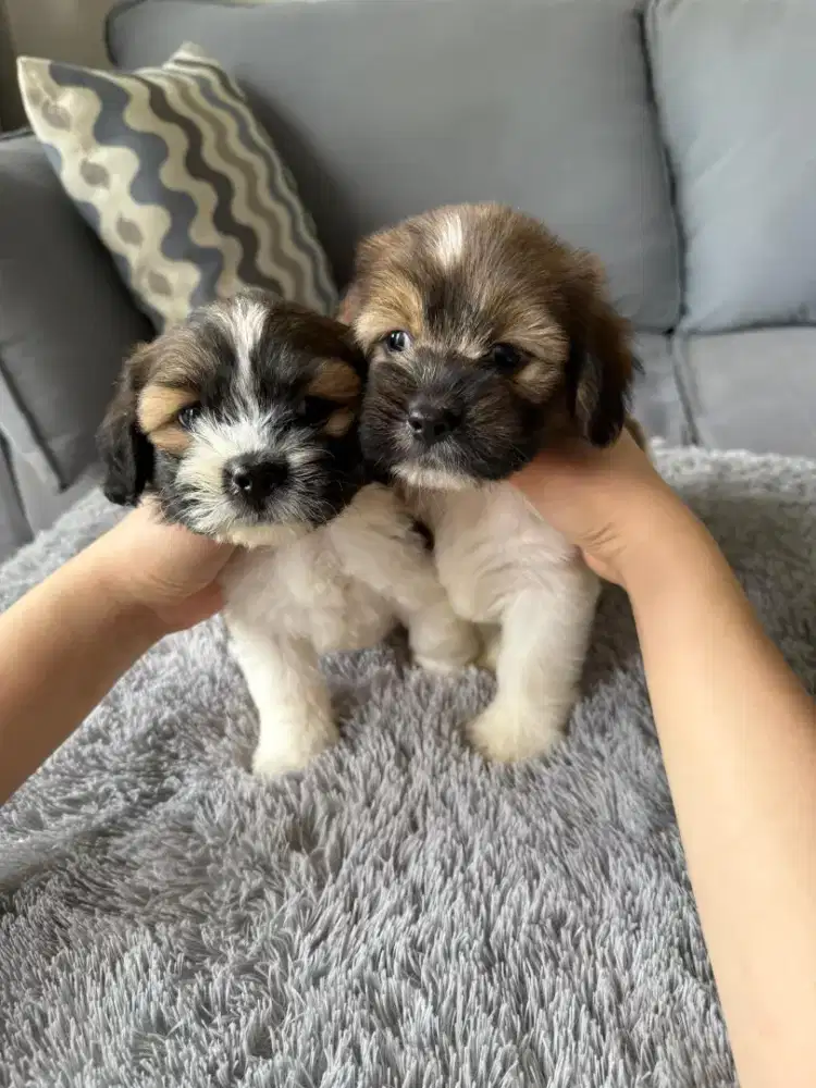 Shitzu maltipoo betina