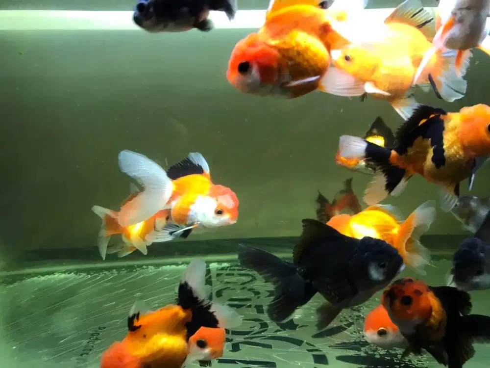 Koki oranda multi colour